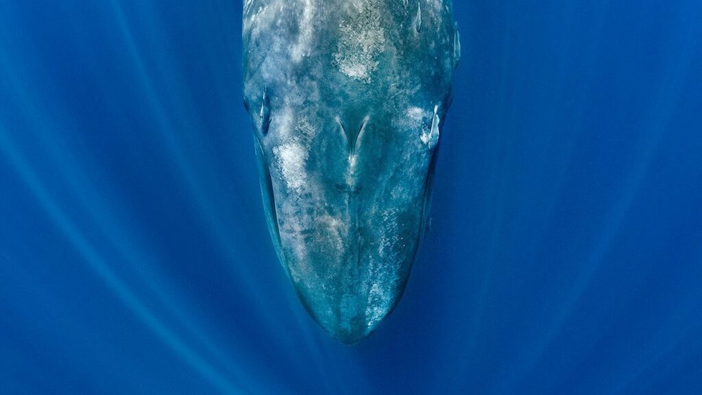 Blue whales are going eerily silent—and scientists say it’s a warning signal Rehmat Boutique Blue whales are going eerily silent—and scientists say it’s a warning signal Rehmat Boutique naturepl 01628815 16x9.jpg